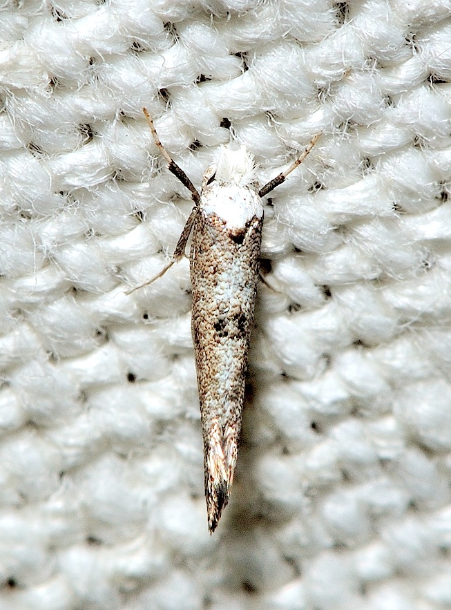 Nuovi Microlepidotteri - Paraswam****mia albicapitella